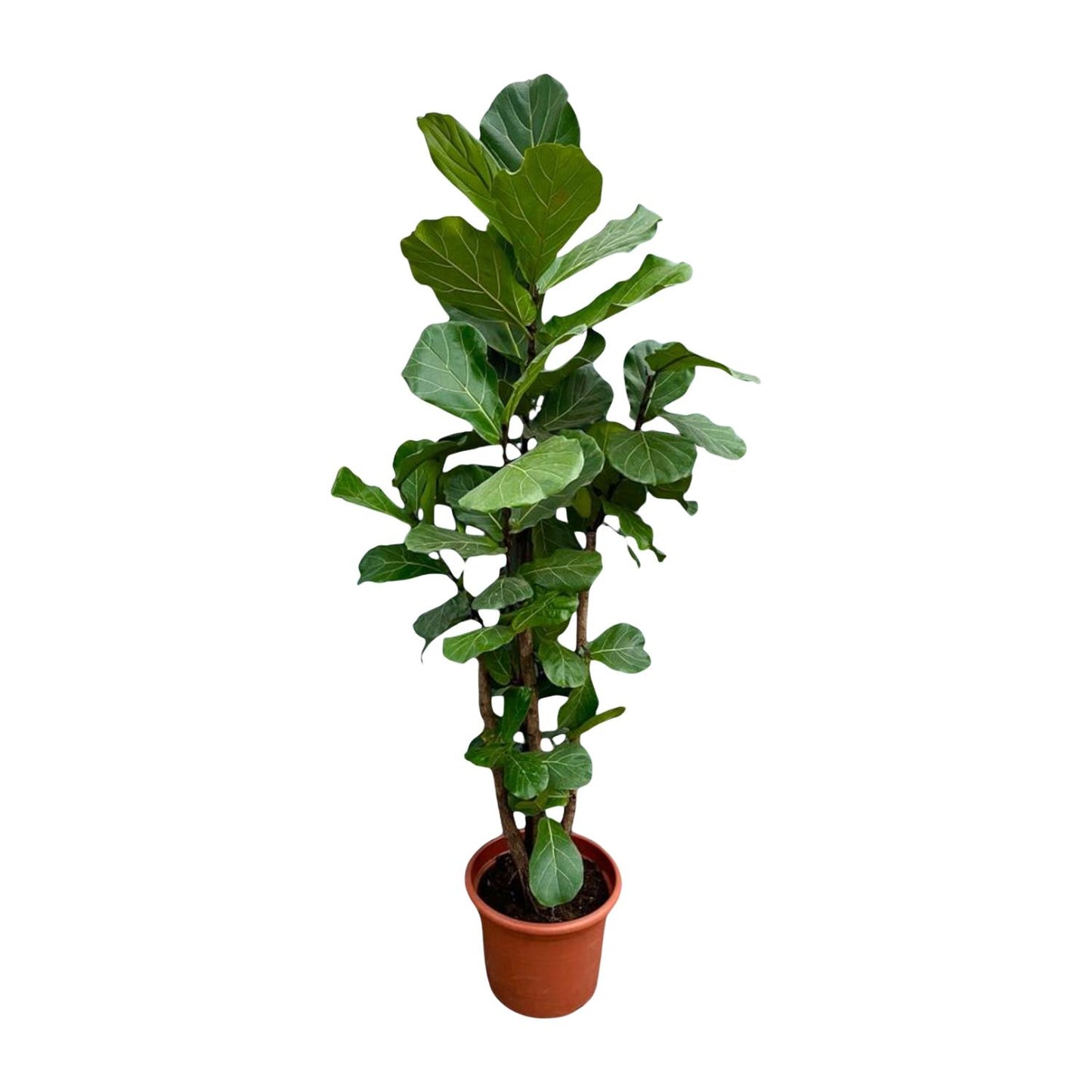 Ficus Lyrata, grote kamerplant met glanzende vioolvormige bladeren op stevige stam – ideale blikvanger voor lichte woonruimtes.