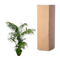 Grote Kentia palm met donkergroene bladeren voor interieur