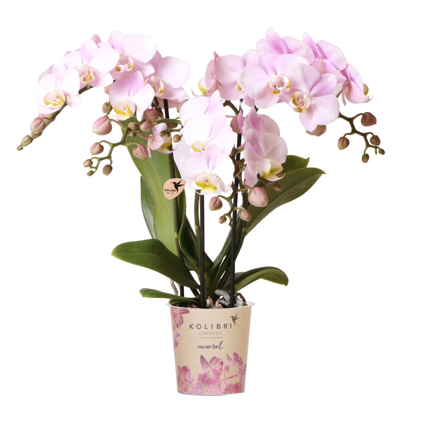  Phalaenopsis Orchidee 'Portugal' 