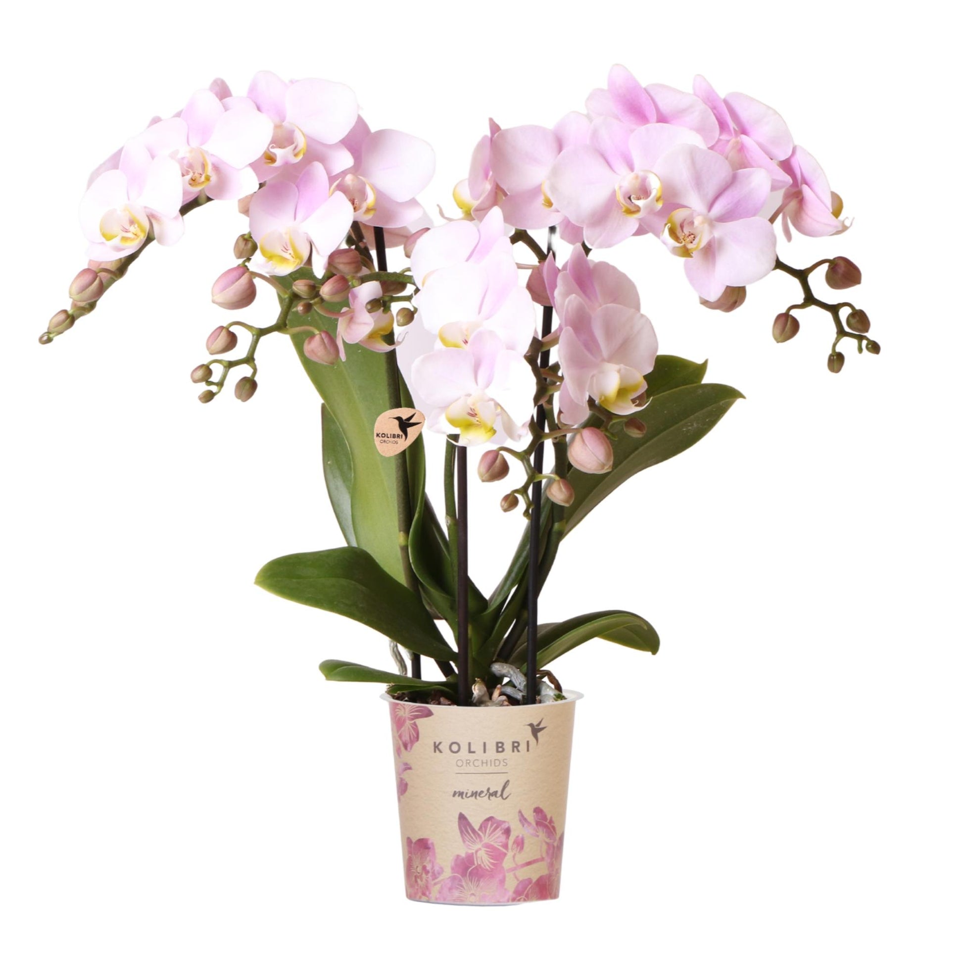 Phalaenopsis Orchidee 'Portugal' 