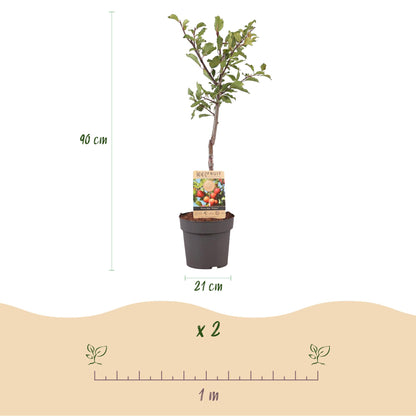 Fruitplant - Pruimen boom - Prunus domestica Victoria - Rode Pruim - Pot 21cm Hoogte 90cm