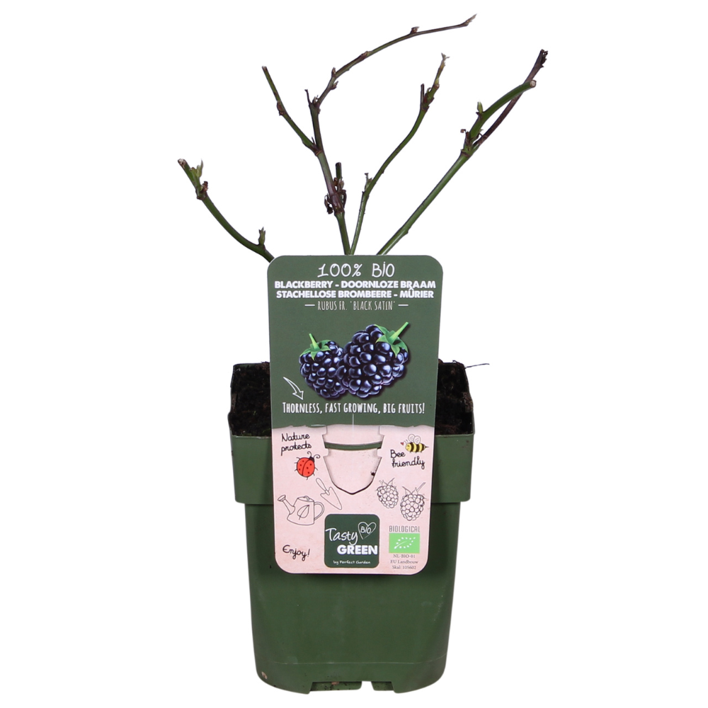 Doornloze braam met grote sappige vruchten voor tuingebruik