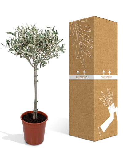 olijfboom bol op stam bij Planttoday