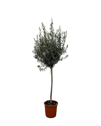 Planttoday -Olea Europaea op stam - 160cm- Ø24