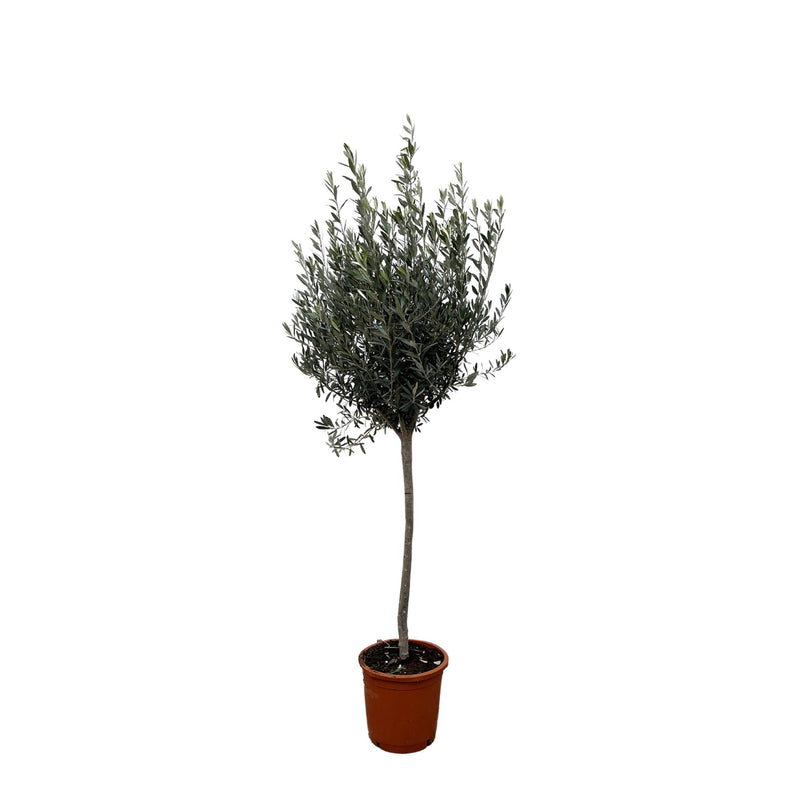 Planttoday -Olea Europaea op stam - 160cm- Ø24
