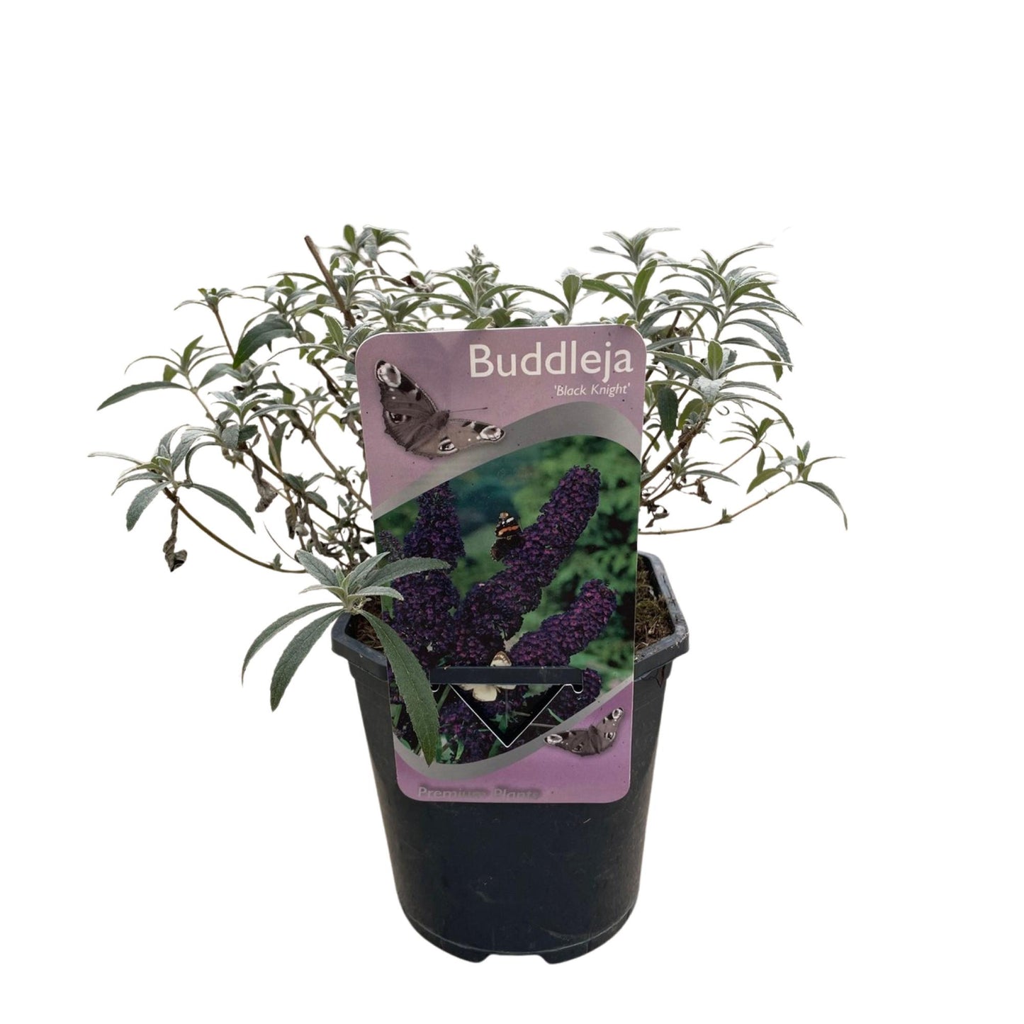 Vlinderstruik - Buddleja davidii Black Night - Bloem Paars - 1 Plant - Bladverliezend - Vlinderlokkend -  Pot 17cm Hoogte 25cm