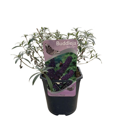 Vlinderstruik - Buddleja davidii Black Night - Bloem Paars - 1 Plant - Bladverliezend - Vlinderlokkend -  Pot 17cm Hoogte 25cm