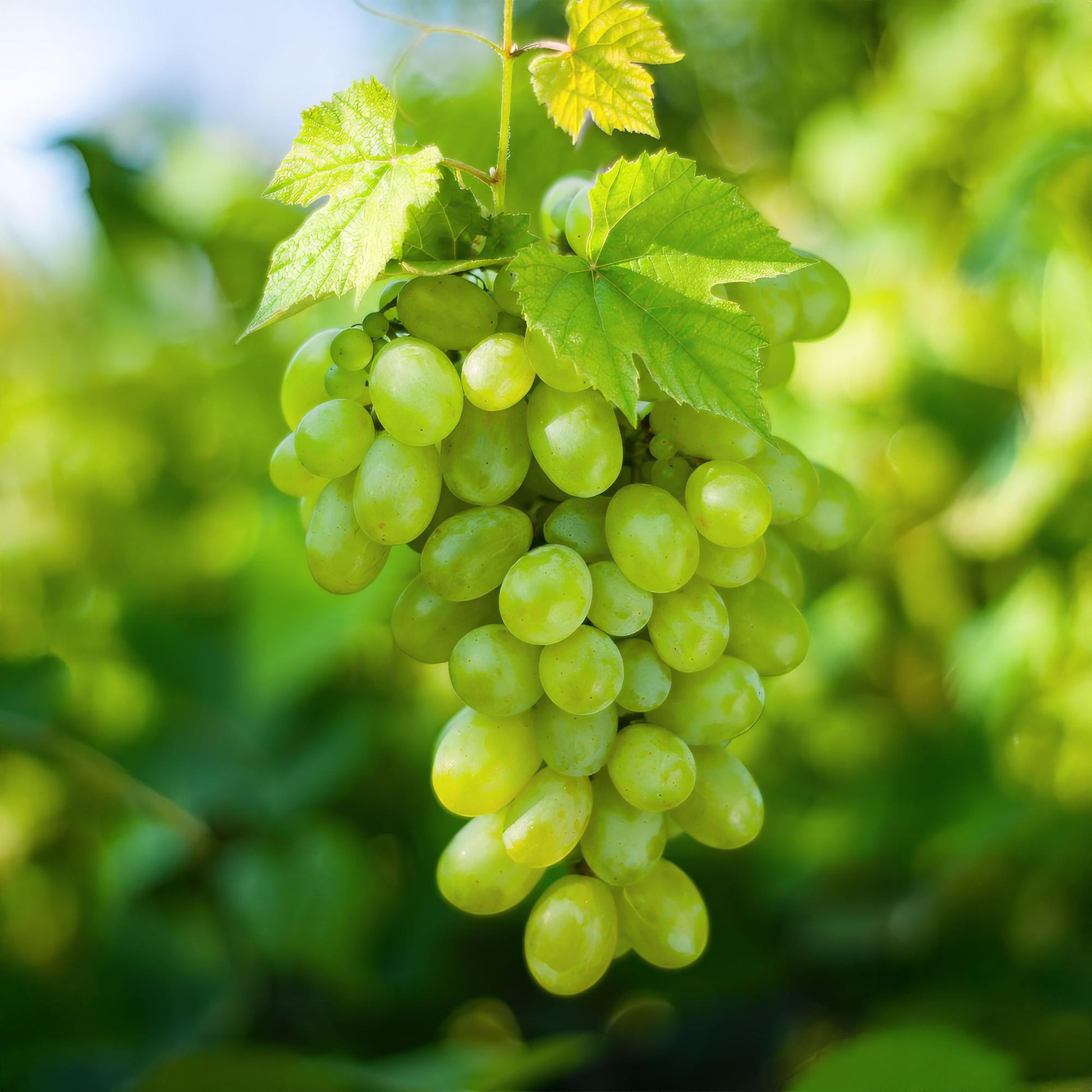 Vitis vinifera ‘Himrod’ – witte, pitloze druivenplant, set van 2 planten in pot Ø15cm, hoogte circa 50cm, met zoete druiven.