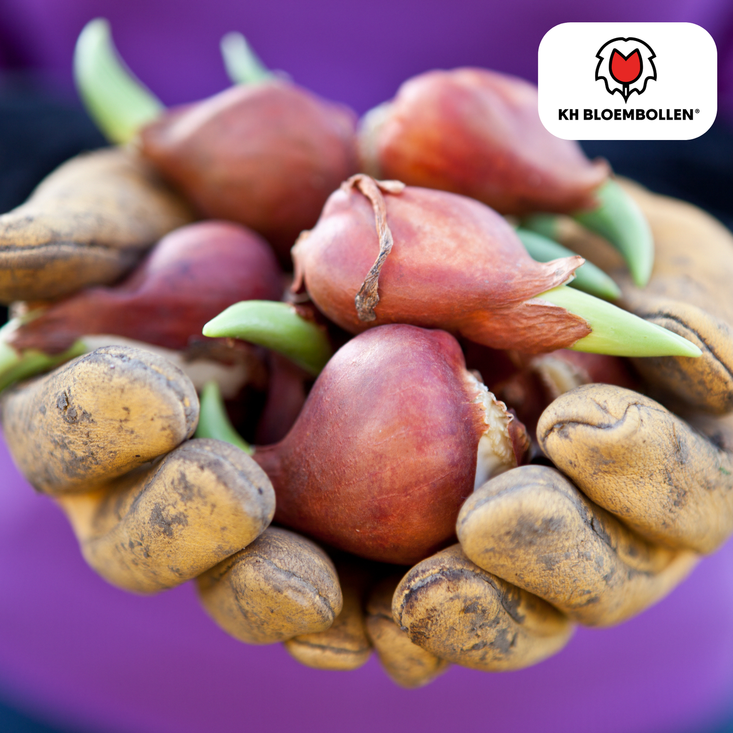 Tulpenbollen Bombastic Red – 20 stuks | Rode Pioentulp Dubbelbloemig