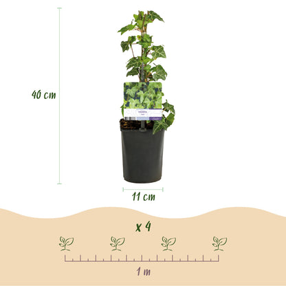 Klimplanten Rainbow |Clematis |  Hedera |Goldflame