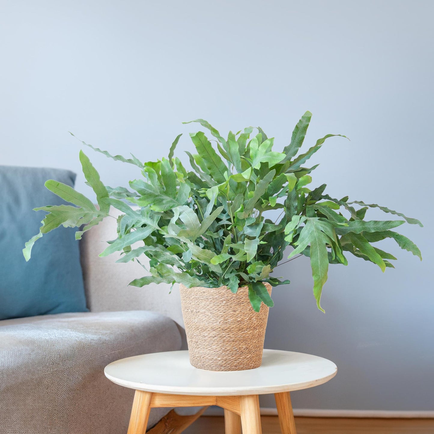 Phlebodium aureum ‘Blue Star’ met Mand Sofia naturel | Kamerplant | Blauwvaren