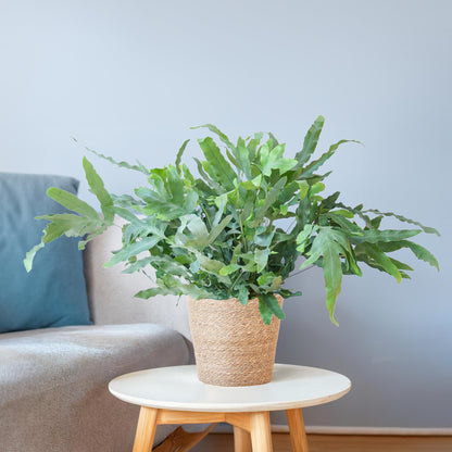 Phlebodium aureum ‘Blue Star’ met Mand Sofia naturel | Kamerplant | Blauwvaren