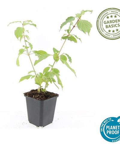 Cornus sanguinea 'Anny's Winter Orange' met feloranje takken – wintergroene sierstruik in pot Ø9 cm, partij van 48 planten