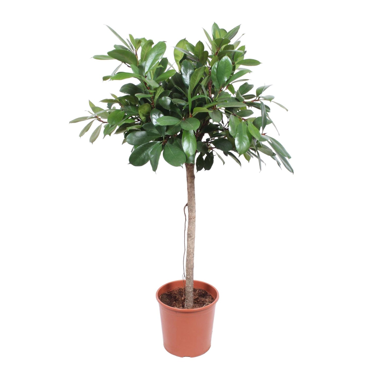 Ficus Cyathistipula | Kamerplant