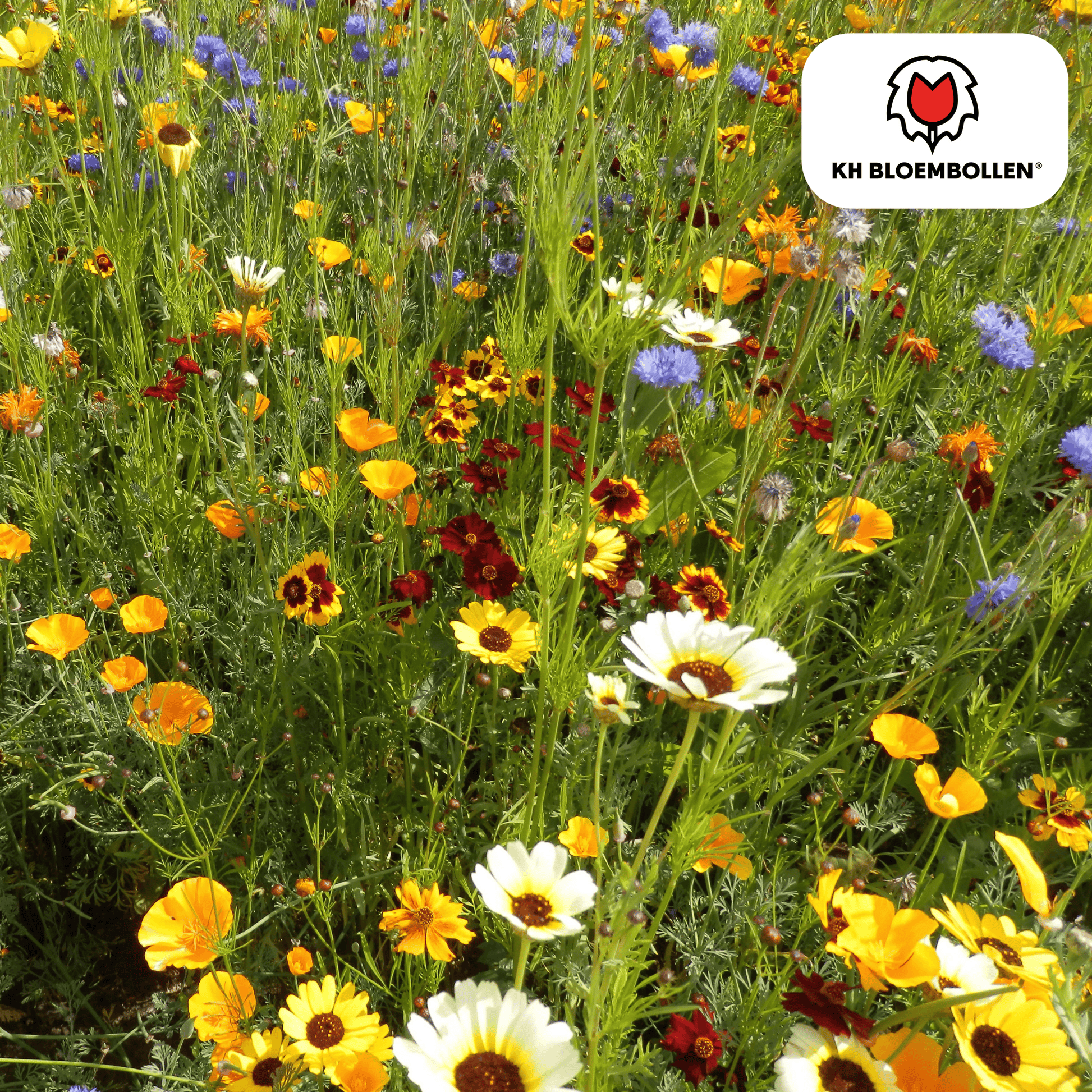 Wilde Bloemenzaad Mengsel 100g – kleurrijke bloemen voor bijen en vlinders, goed voor 30–50 m² tuin – Plant To Day