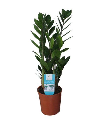 Zamioculcas ZZ-plant in pot Ø14cm – Donkergroene kamerplant 55cm hoog