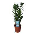 Zamioculcas ZZ-plant in pot Ø14cm – Donkergroene kamerplant 55cm hoog