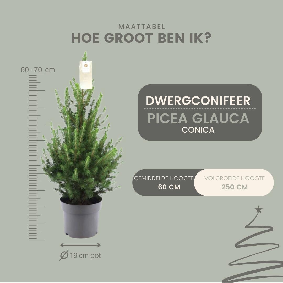 Kleine kerstboom Picea Glauca Conica van ca. 70 cm in pot Ø19 cm ideaal als mini kerstboom voor binnen, balkon of terras