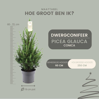 Kleine kerstboom Picea Glauca Conica van ca. 70 cm in pot Ø19 cm ideaal als mini kerstboom voor binnen, balkon of terras