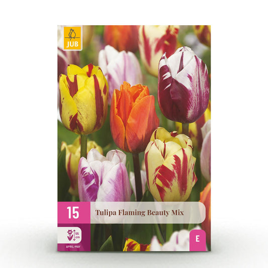 Tulipa Flaming Beauty Mix
