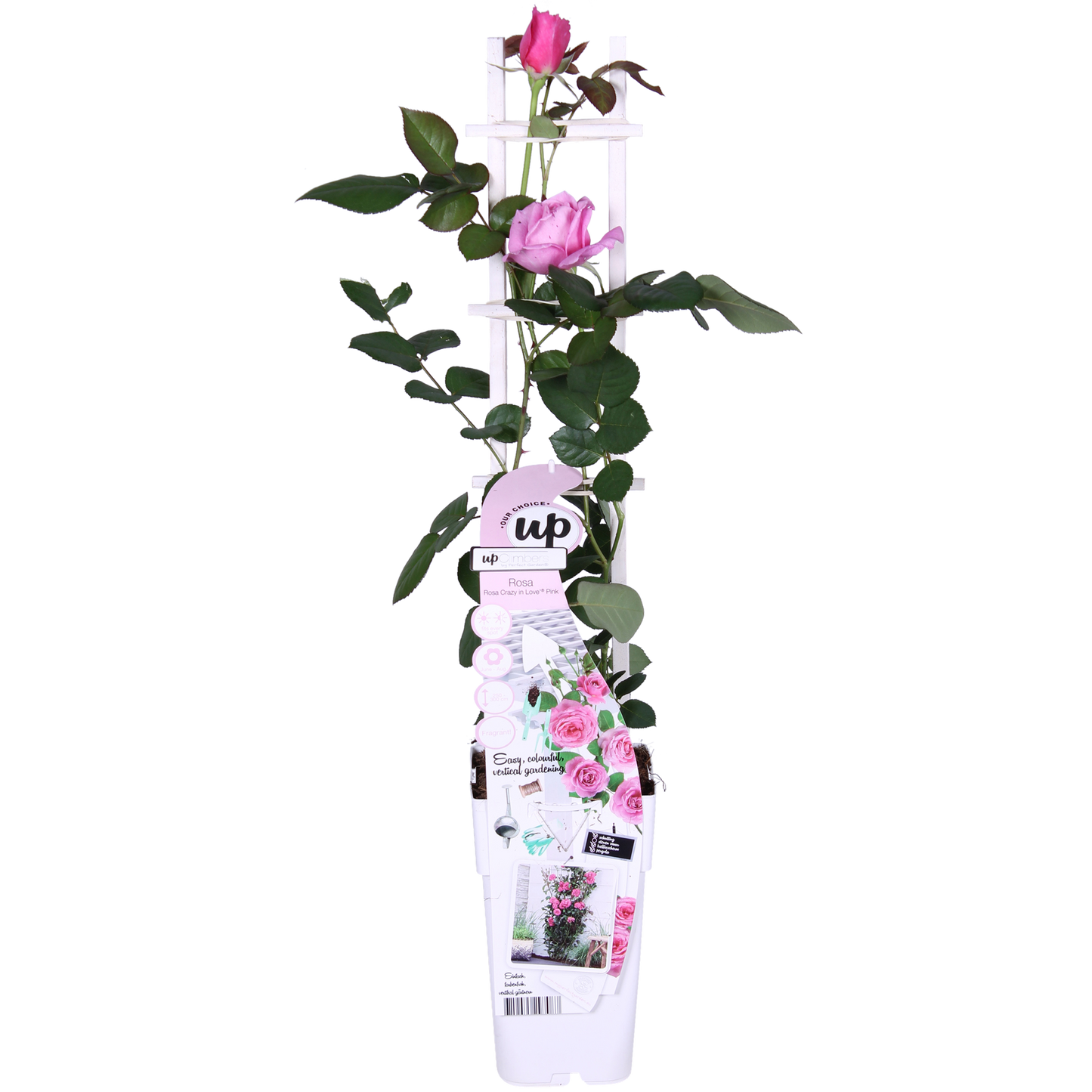 Rosa Crazy in Love ‘Pink’ – roze klimroos in pot Ø15cm, hoogte 65cm – bloeit van juni tot vorst met glanzend groen blad.