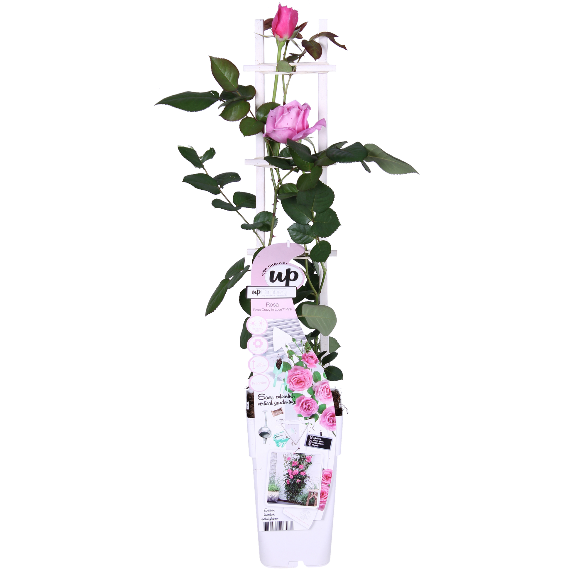 Rosa Crazy in Love ‘Pink’ – roze klimroos in pot Ø15cm, hoogte 65cm – bloeit van juni tot vorst met glanzend groen blad.