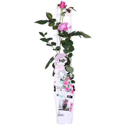 Rosa Crazy in Love ‘Pink’ – roze klimroos in pot Ø15cm, hoogte 65cm – bloeit van juni tot vorst met glanzend groen blad.