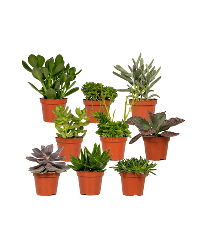 18x Succulenten Mix | Vetplant - Planttoday