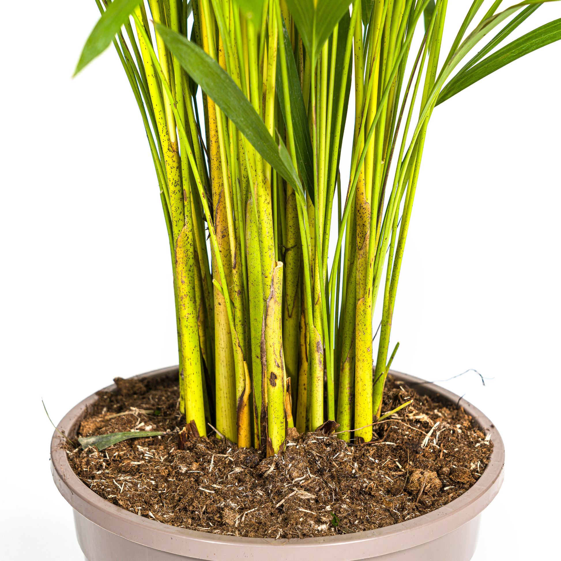 Dypsis Areca Lutescens (Goudpalm) met veerachtige groene bladeren in mand Ø24 cm, hoogte 120–140 cm