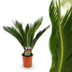 Cycas revoluta | Palmvaren | Kamerplant