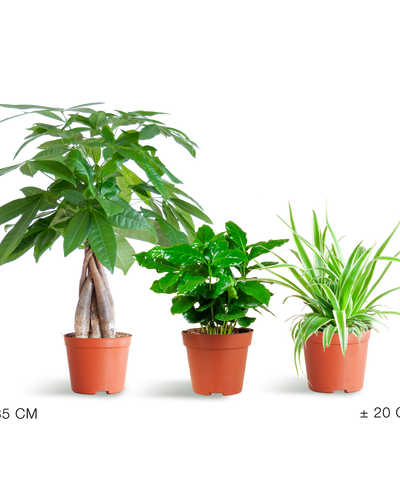 Diervriendelijke Plantenbox – mix van drie niet-giftige kamerplanten: Pachira Aquatica, Graslelie (Chlorophytum Comosum) en Coffea Arabica, potmaat Ø12cm, veilig voor huisdieren en kinderen.”