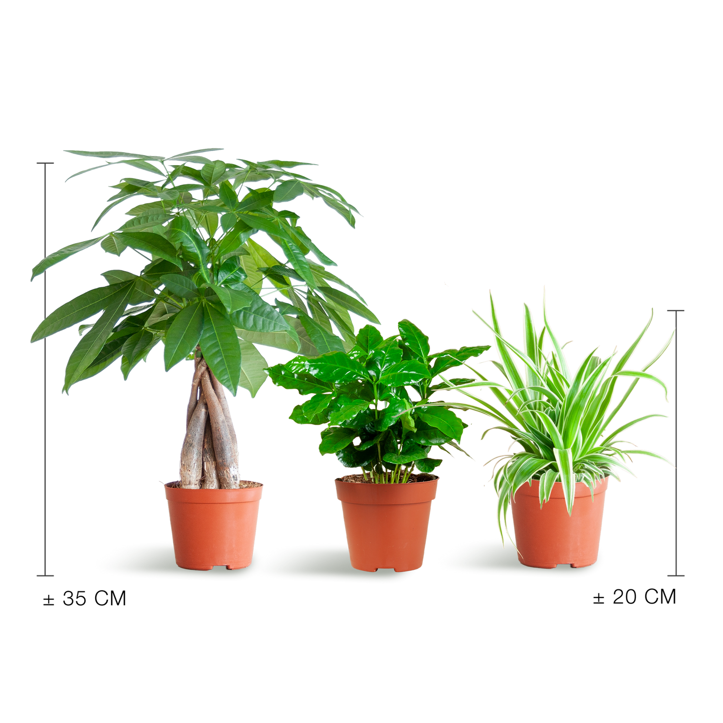 Diervriendelijke Plantenbox – mix van drie niet-giftige kamerplanten: Pachira Aquatica, Graslelie (Chlorophytum Comosum) en Coffea Arabica, potmaat Ø12cm, veilig voor huisdieren en kinderen.”