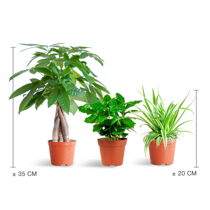 Diervriendelijke Plantenbox – mix van drie niet-giftige kamerplanten: Pachira Aquatica, Graslelie (Chlorophytum Comosum) en Coffea Arabica, potmaat Ø12cm, veilig voor huisdieren en kinderen.”