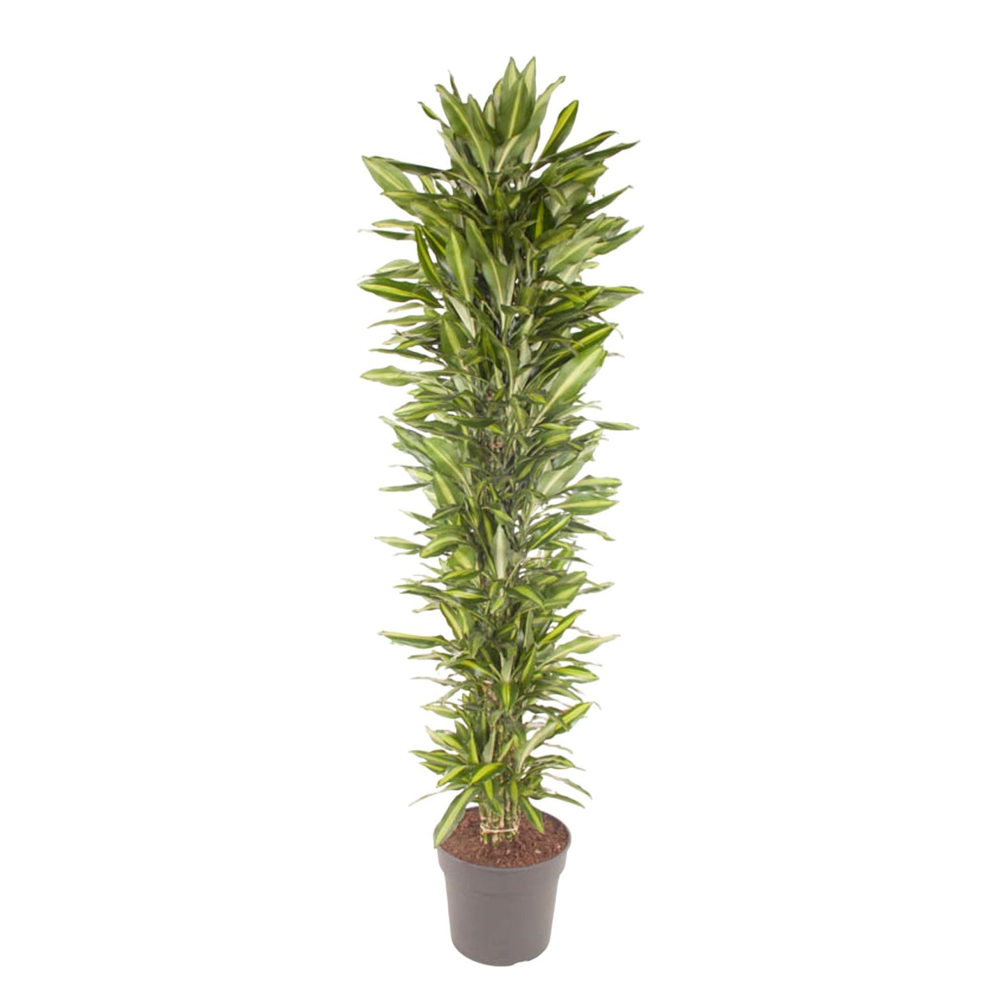 Grote kamerplant met groen blad en gele bladrand.