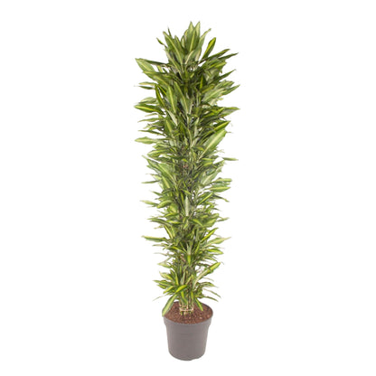 Grote kamerplant met groen blad en gele bladrand.