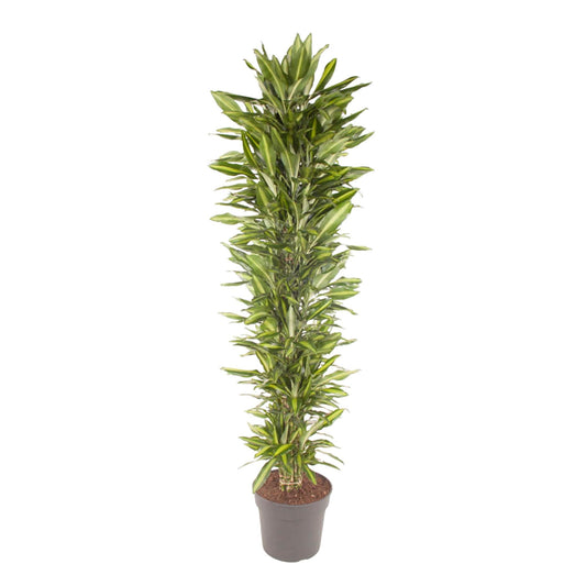 Grote kamerplant met groen blad en gele bladrand.