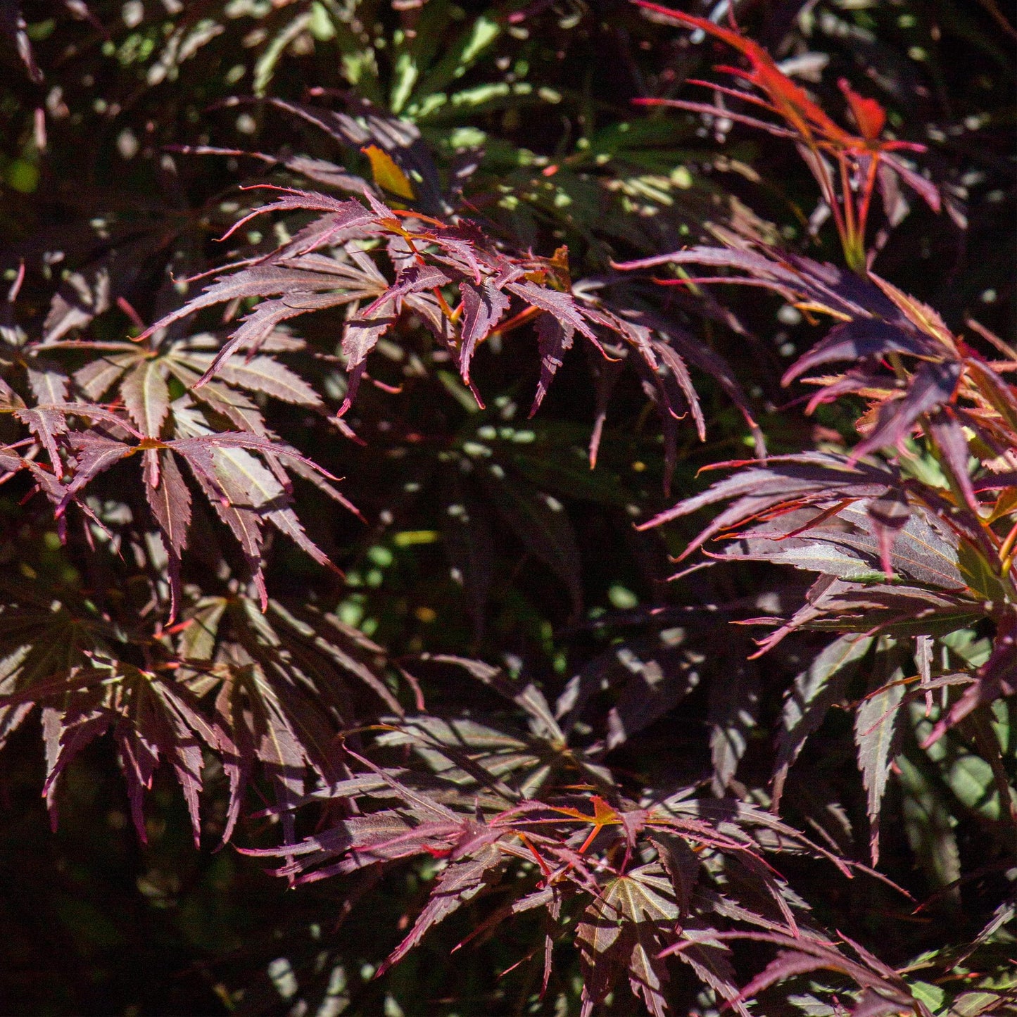 Acer palmatum ‘Trompenburg’ – Japanse esdoorn met rode herfstkleuren