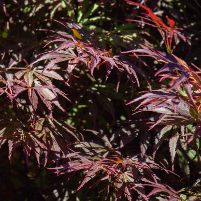 Acer palmatum ‘Trompenburg’ – Japanse esdoorn met rode herfstkleuren
