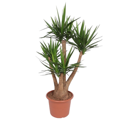 Vertakte Yucca Elephantipes kamerplant 170 cm tropisch. planttoday