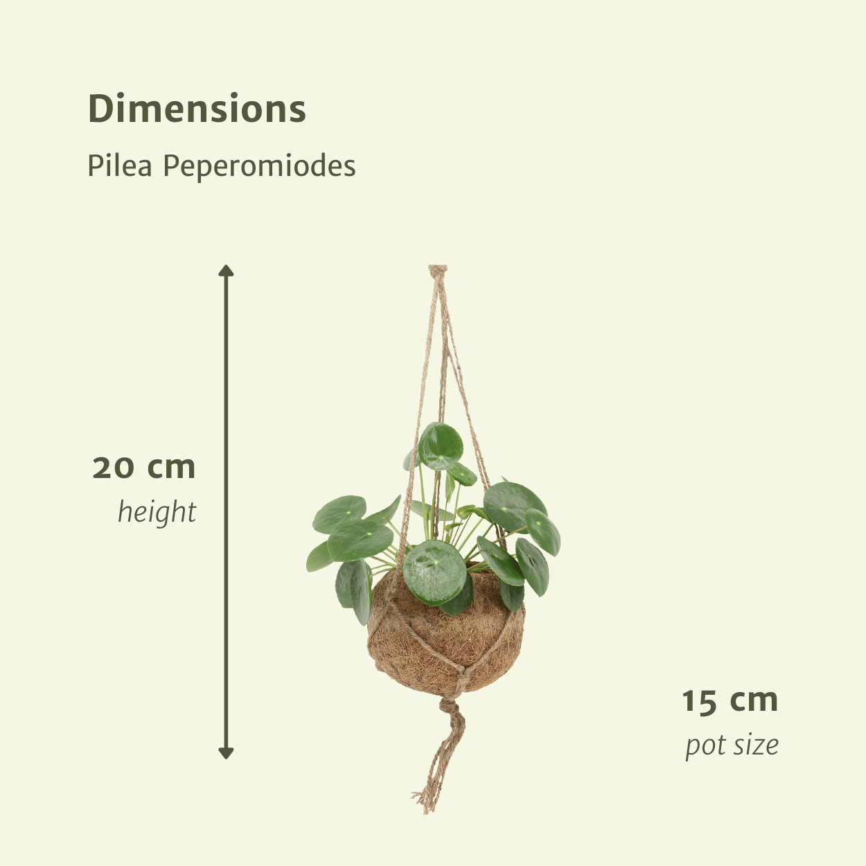 Kokodama Pilea Peperomioides – Pannenkoekenplant
