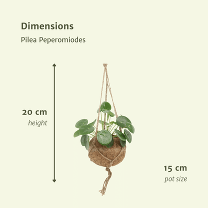 Kokodama Pilea Peperomioides – Pannenkoekenplant