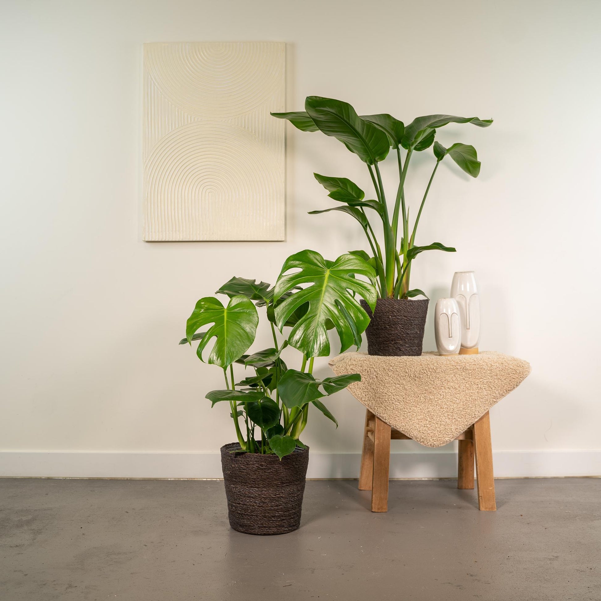 "Tropische kamerplantenmix met Strelitzia Nicolai en Monstera Deliciosa – Ø19/21 cm pot – Hoogte 75–85 cm – groene blikvangers in moderne interieurs" Planttoday