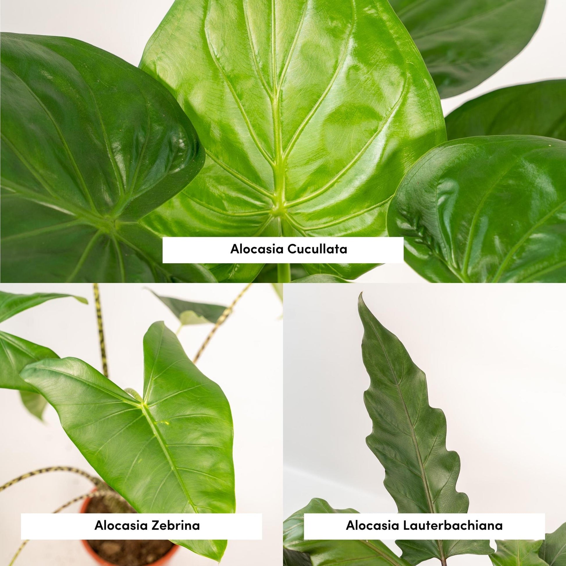 Alocasia Zebrina Ø19cm ↕75cm – Kamerplant met zebra-patroon stelen en grote hartvormige bladeren