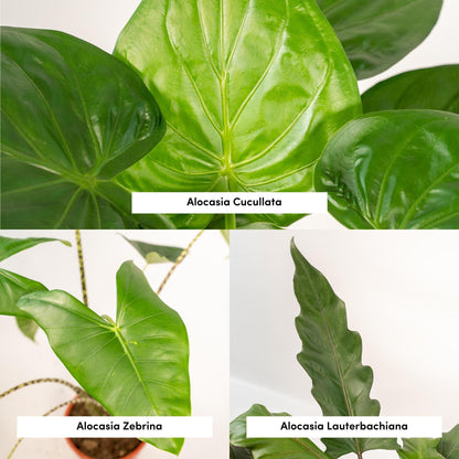Alocasia Zebrina Ø19cm ↕75cm – Kamerplant met zebra-patroon stelen en grote hartvormige bladeren