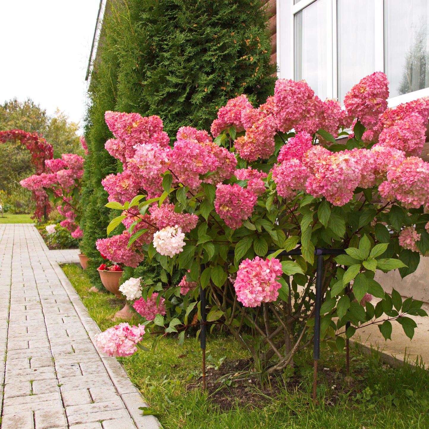3x Hydrangea paniculata Vanille Fraise | Buitenplant | Pluimhortensia