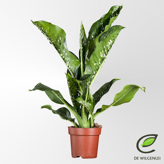 Dieffenbachia Seguine 'Caiman'® – Grote kamerplant met brede gevlekte bladeren in sierpot (Ø21cm ↕75cm) bij Planttoday. Top plant