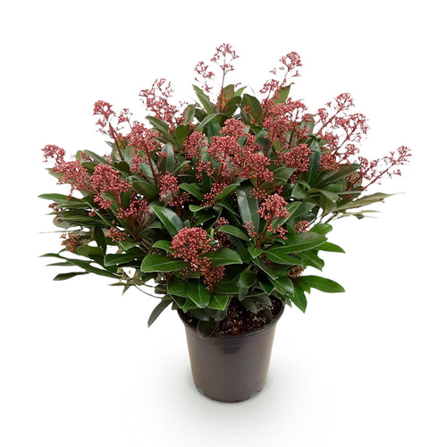 1x - Terrasplant - Skimmia japonica Rubella - Bloem Rood - 40+ Bloemen - 1 Plant - Winterhard - Pot 19cm Hoogte 60cm