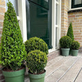 Ilex crenata Pyramide – Elegant, Wintergroen en Tijdloos