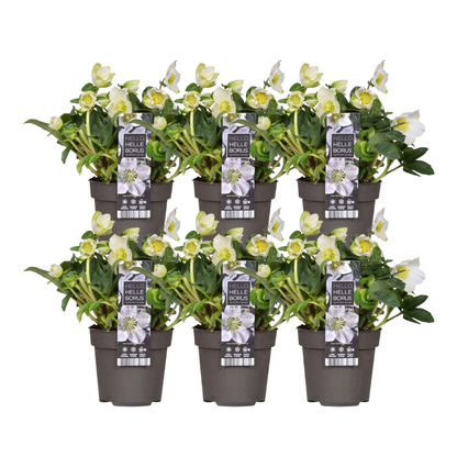 Helleborus niger ‘Christmas Carol’ – Brengt kleur in de wintertuin (6 stuks, Ø 12 cm)