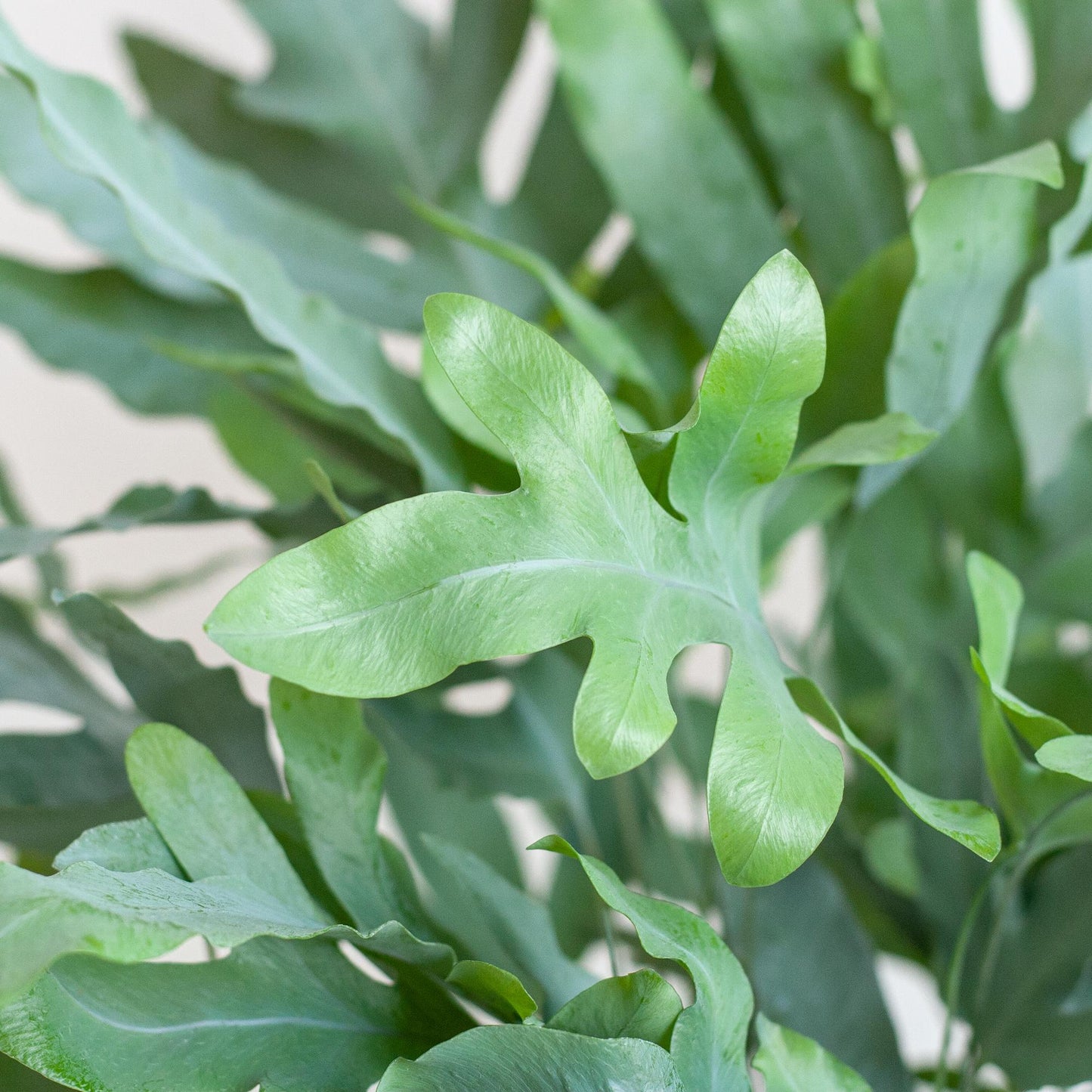Phlebodium aureum 'Blue Star' | Kamerplant | Blauwvaren | met Mand